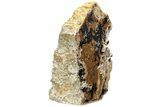 Petrified Wood (Sycamore) Stand-Up - Parker, Colorado #228117-1